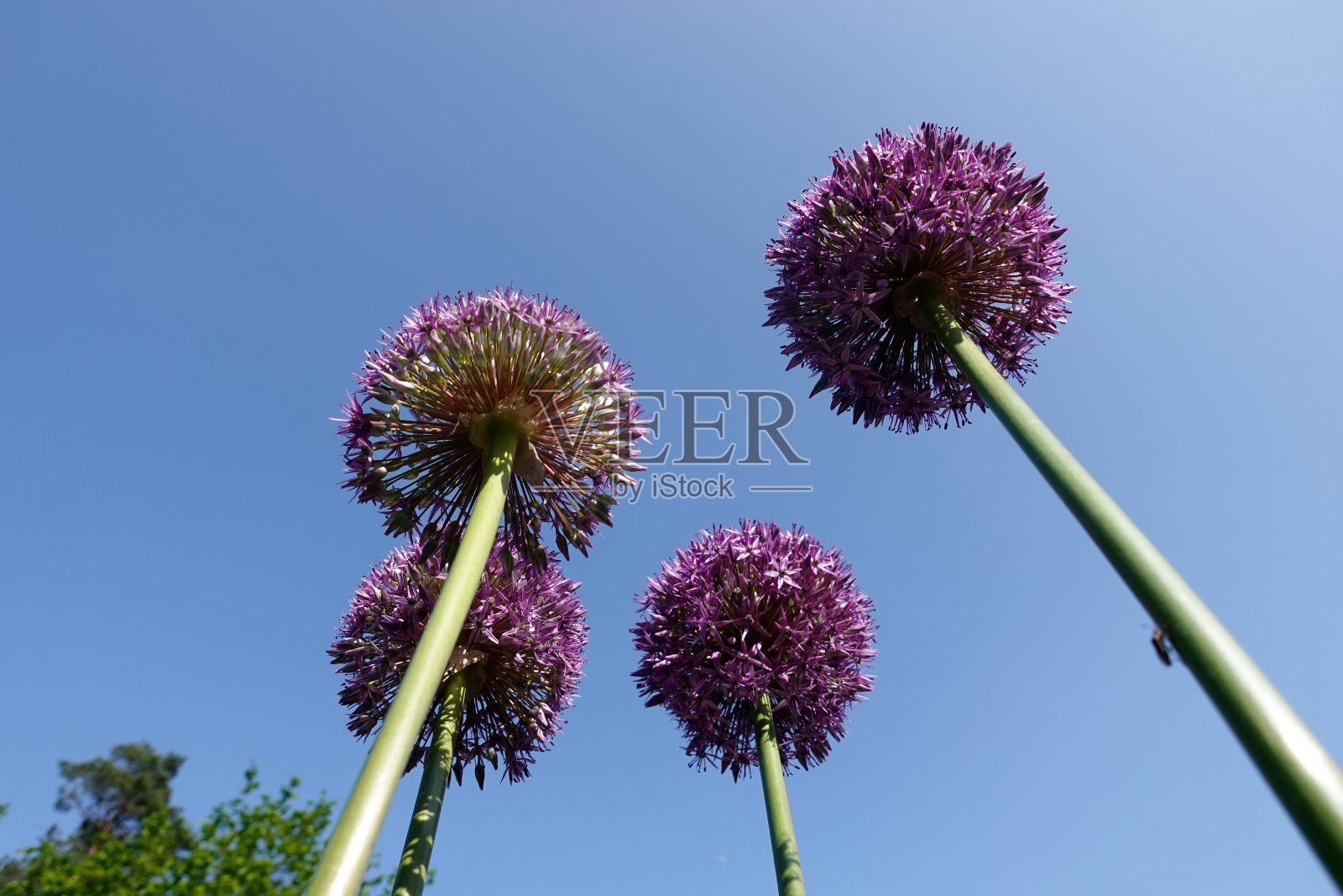 花园里紫色的蒜花映着天空照片摄影图片