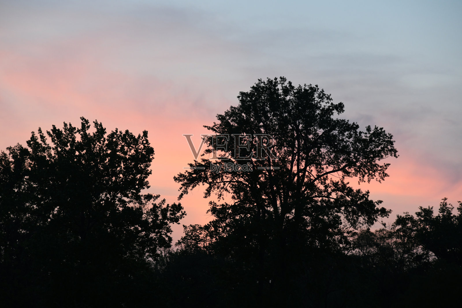 一棵树的剪影照片摄影图片