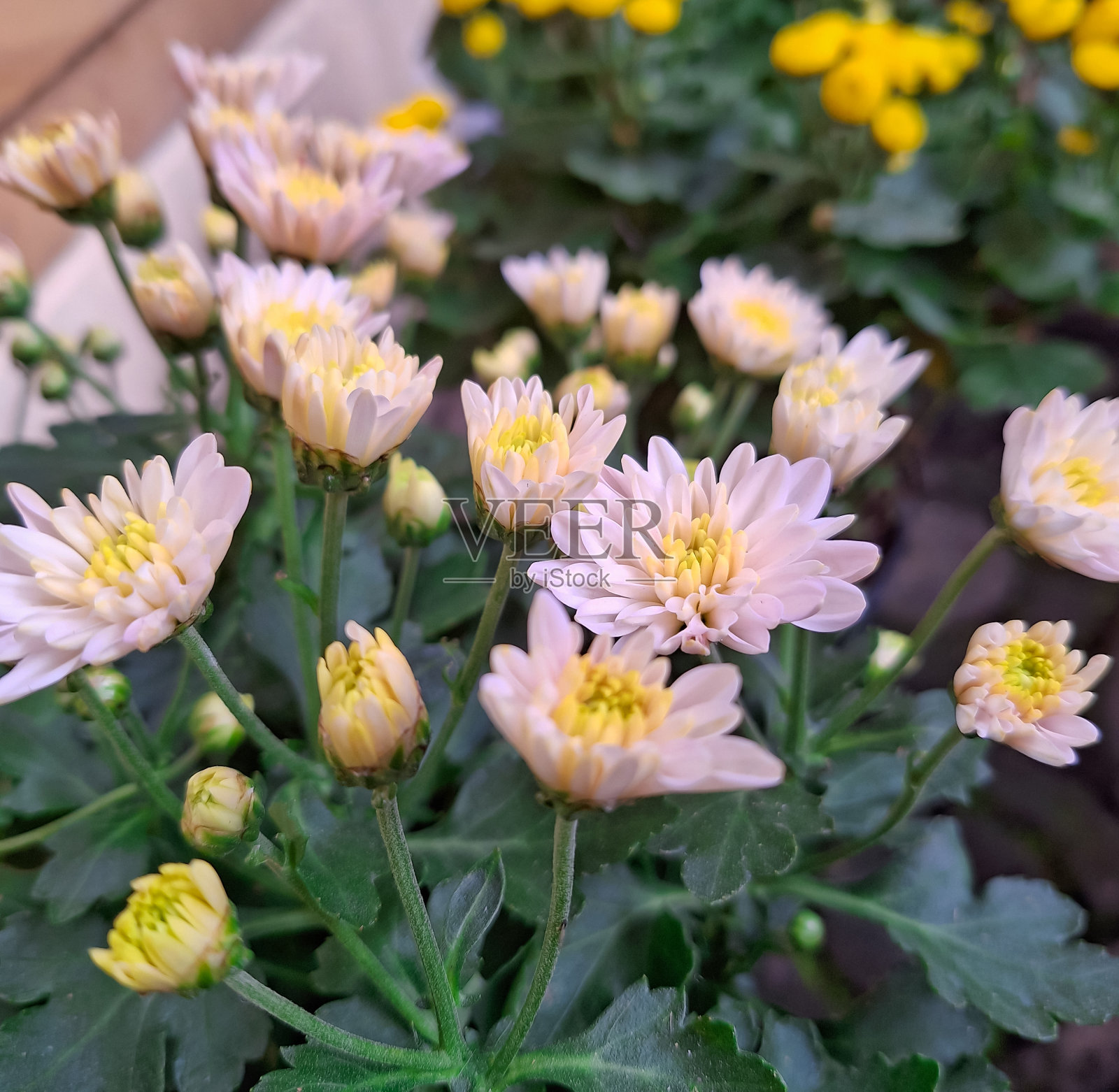 观赏植物粉菊(Krisan花)照片摄影图片