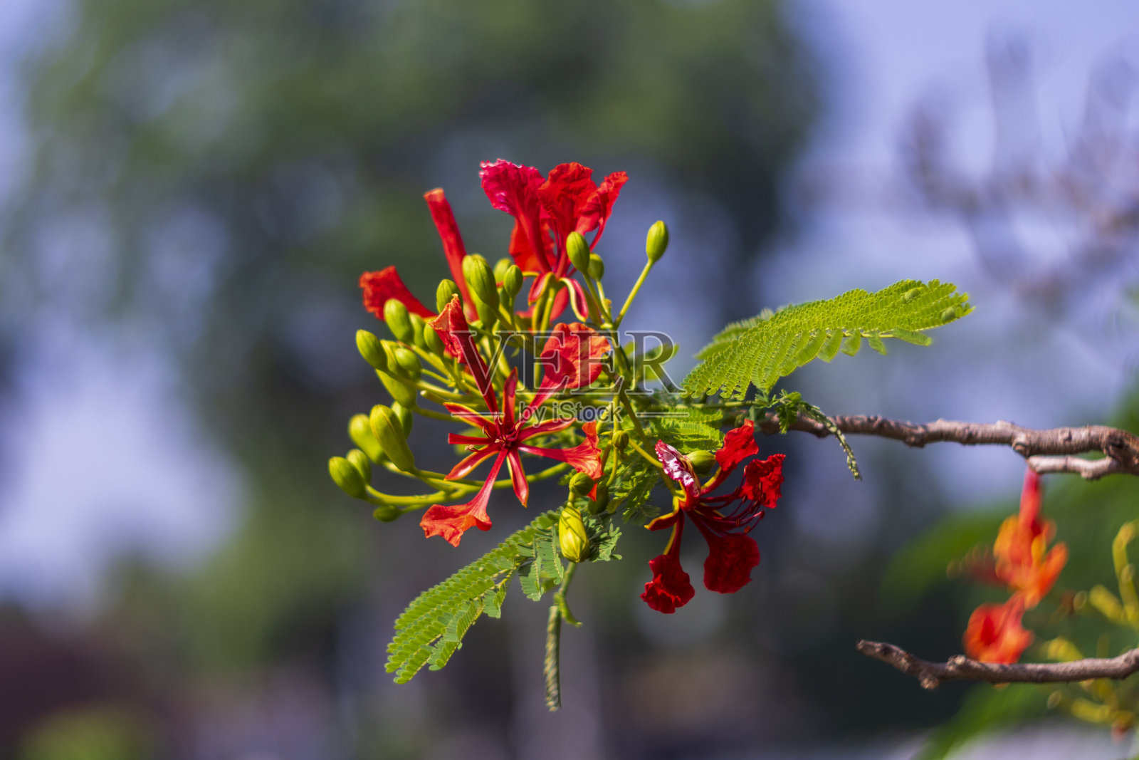 凤凰城花照片摄影图片