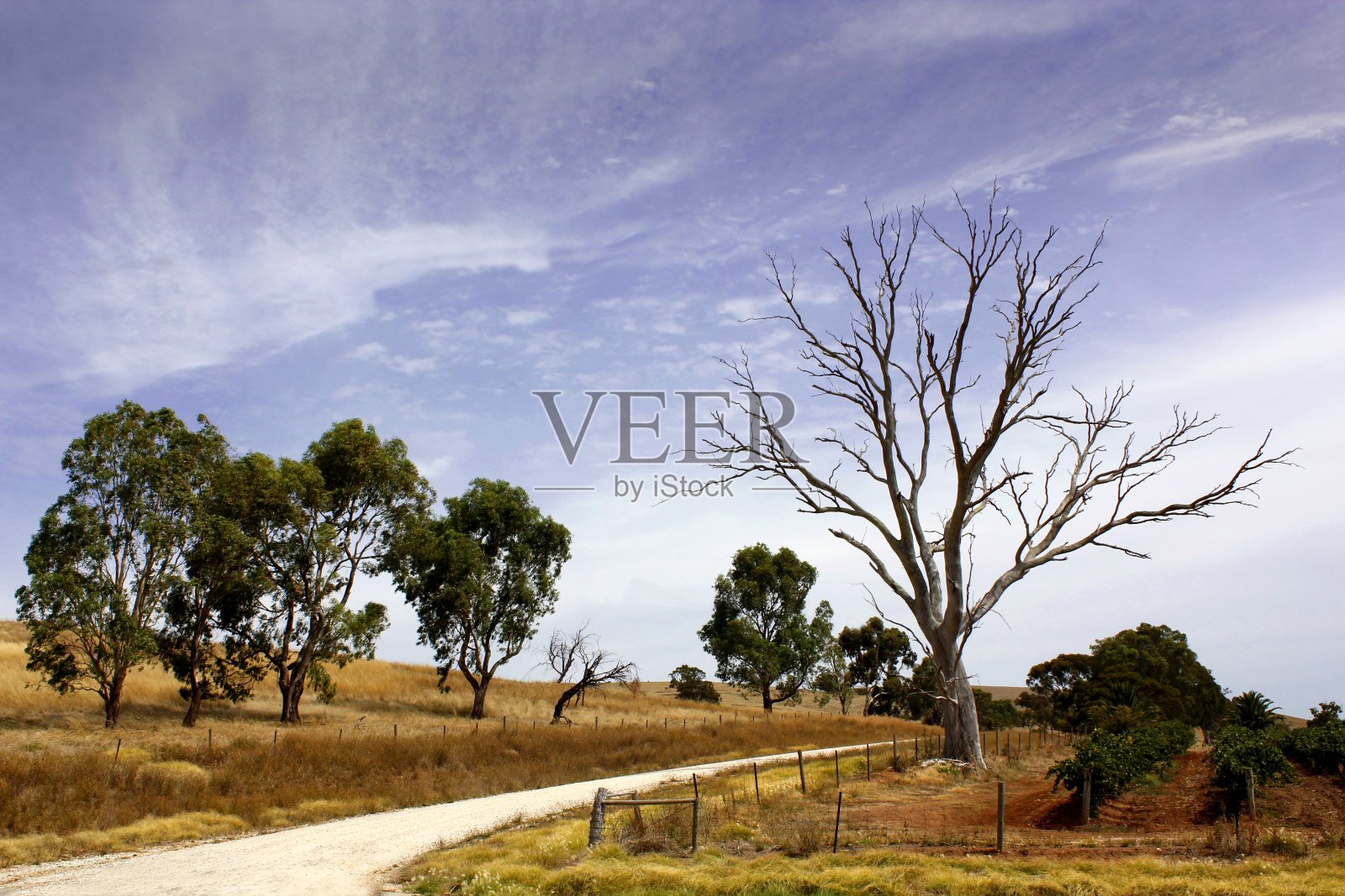 澳洲乡村景观照片摄影图片