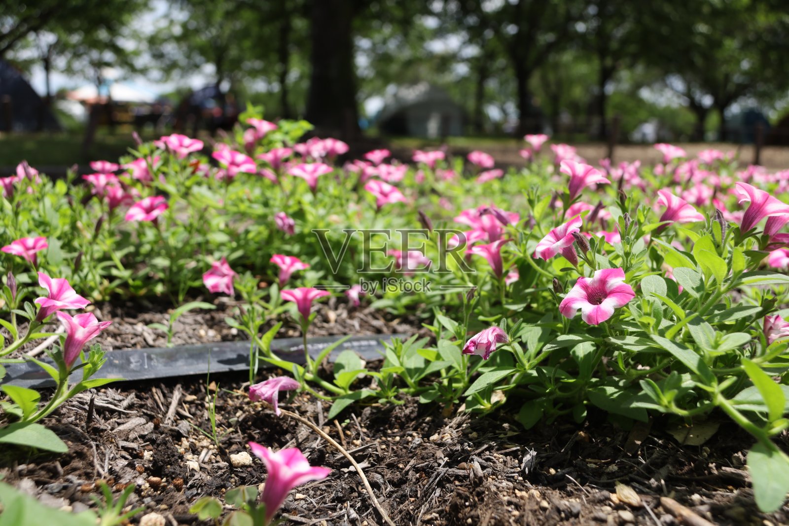 夏日微风吹过的公园里盛开的牵牛花。照片摄影图片