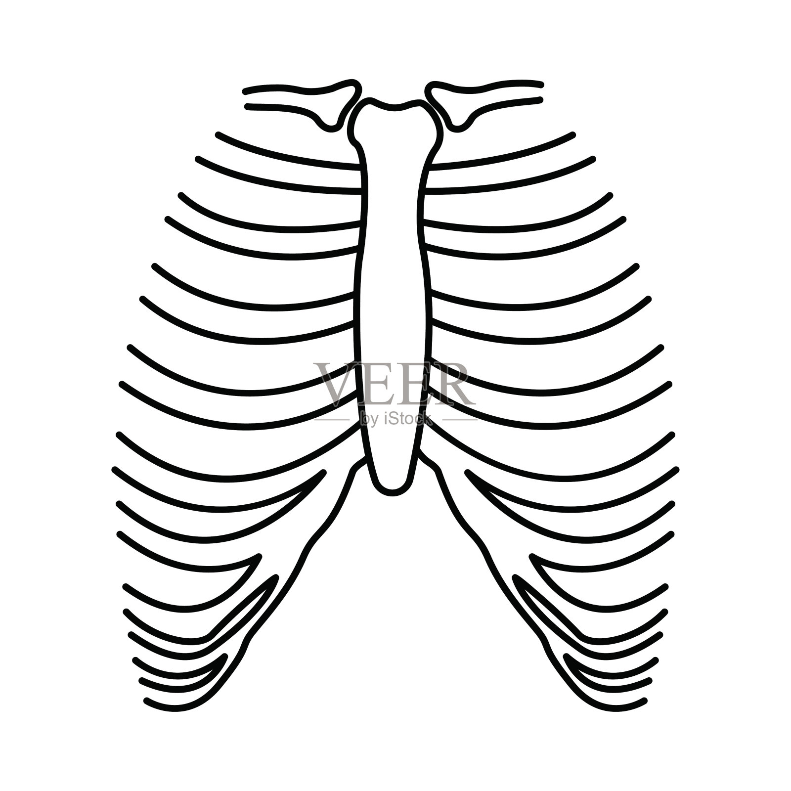 骷髅，胸部，身体部位，胸部骷髅图标插画图片素材