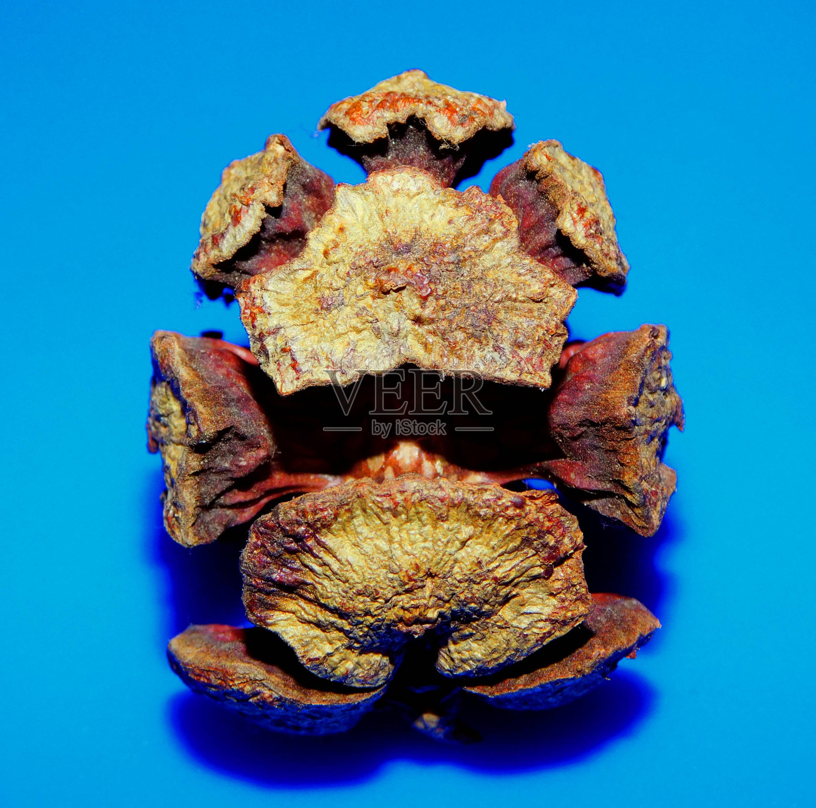 柏树胶囊照片摄影图片