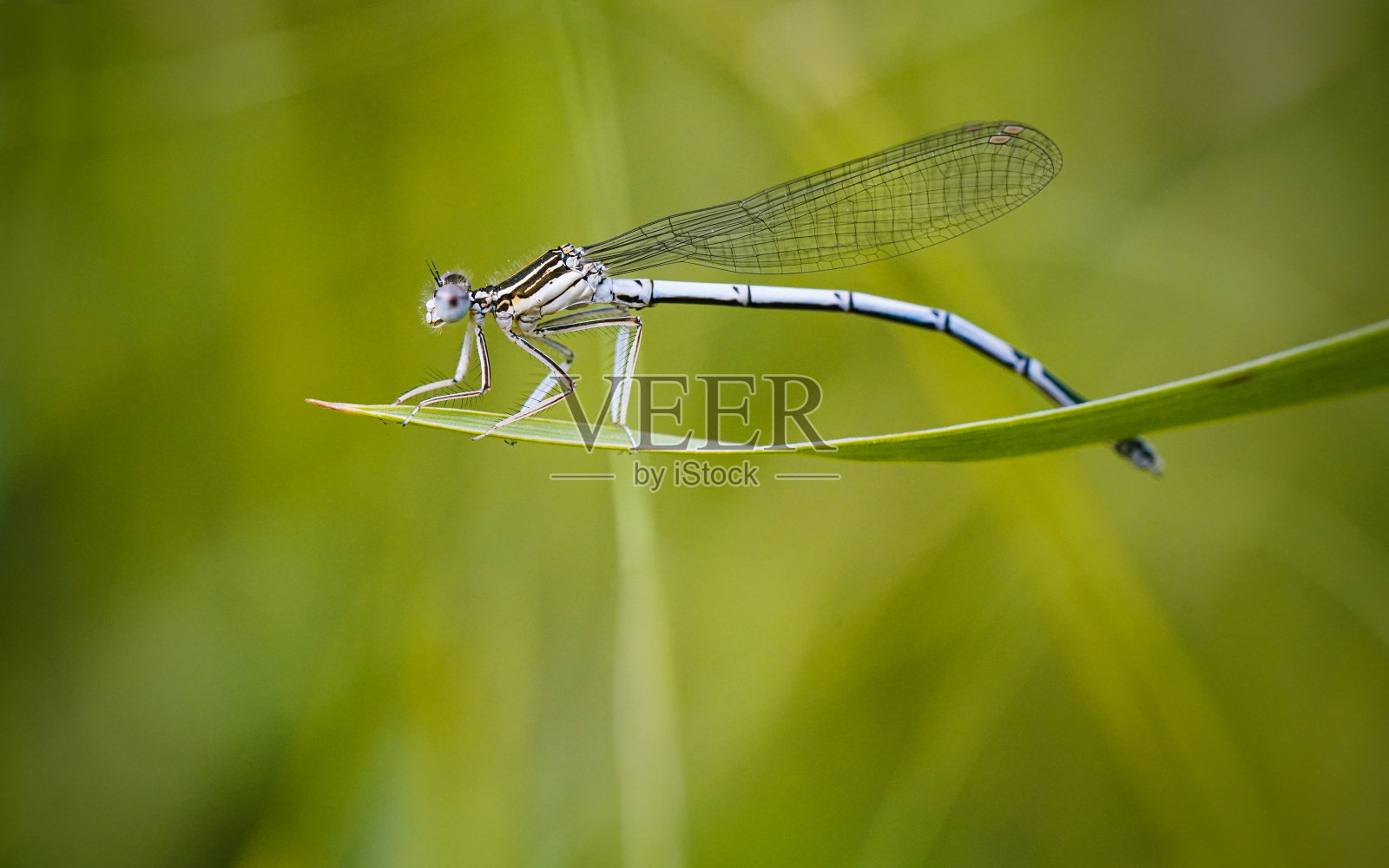 树枝上的蜻蜓照片摄影图片