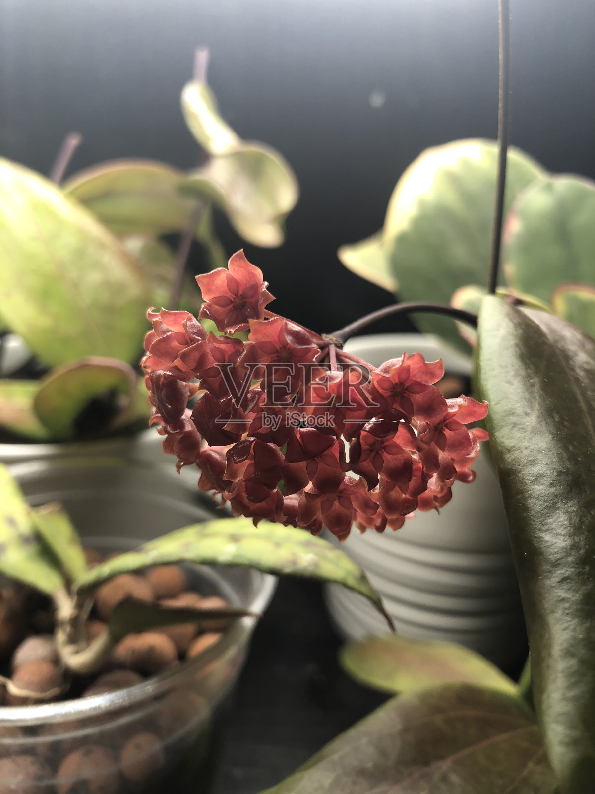 球兰叶照片摄影图片