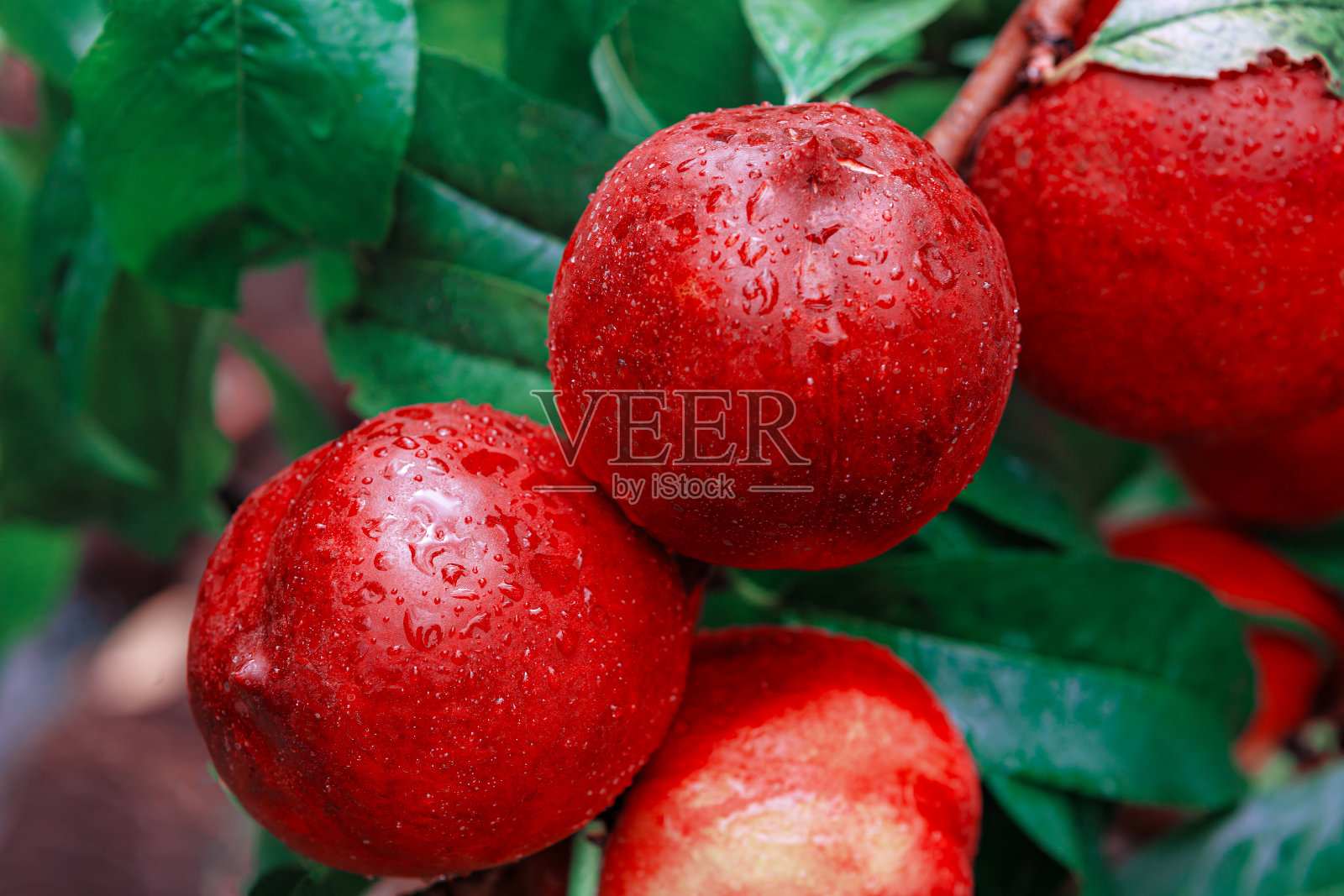 油桃果实满枝照片摄影图片