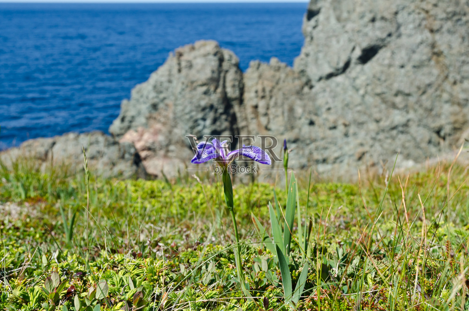 纽芬兰海岸照片摄影图片