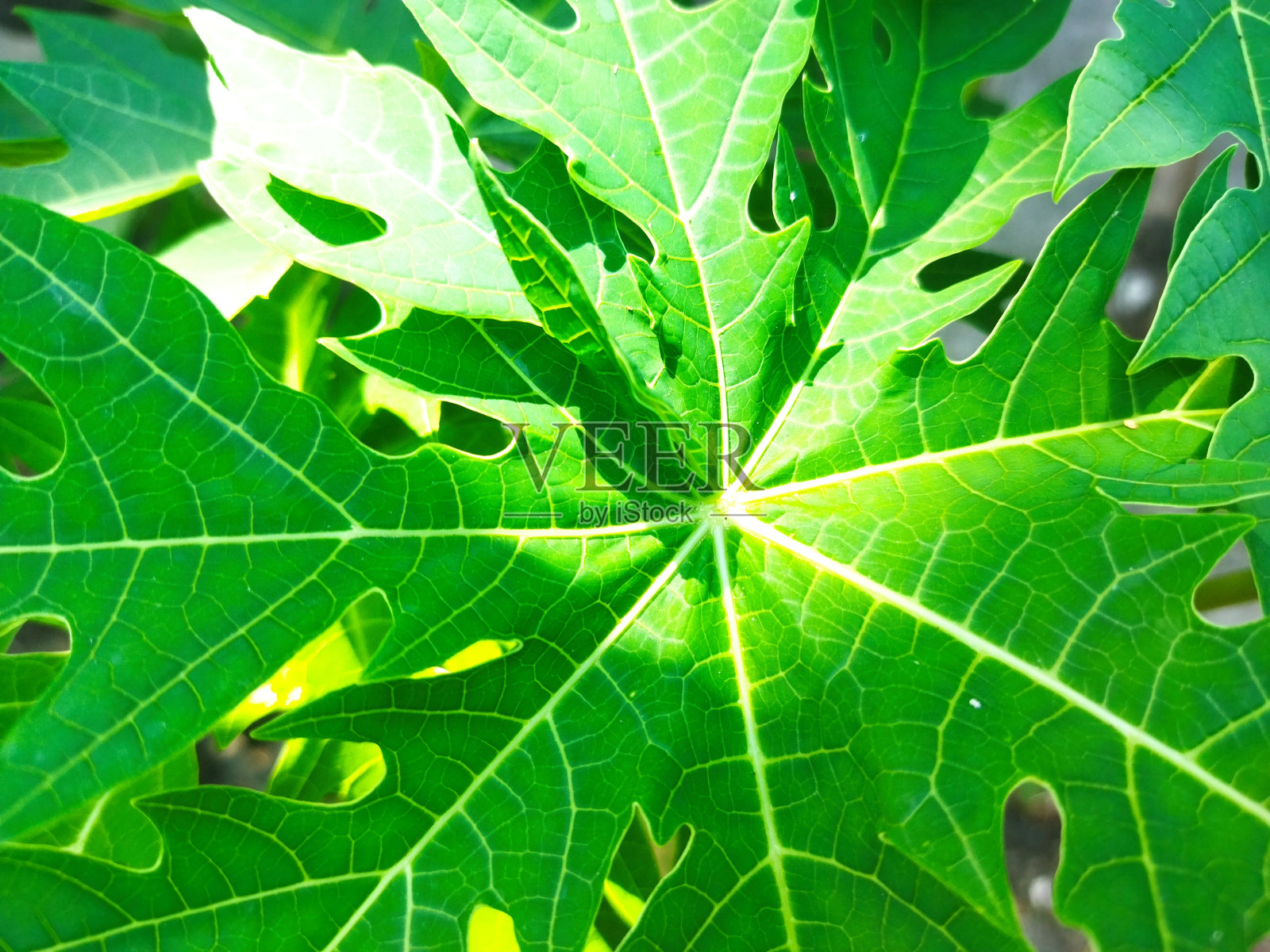 香蕉叶特写背景植物纹理照片摄影图片