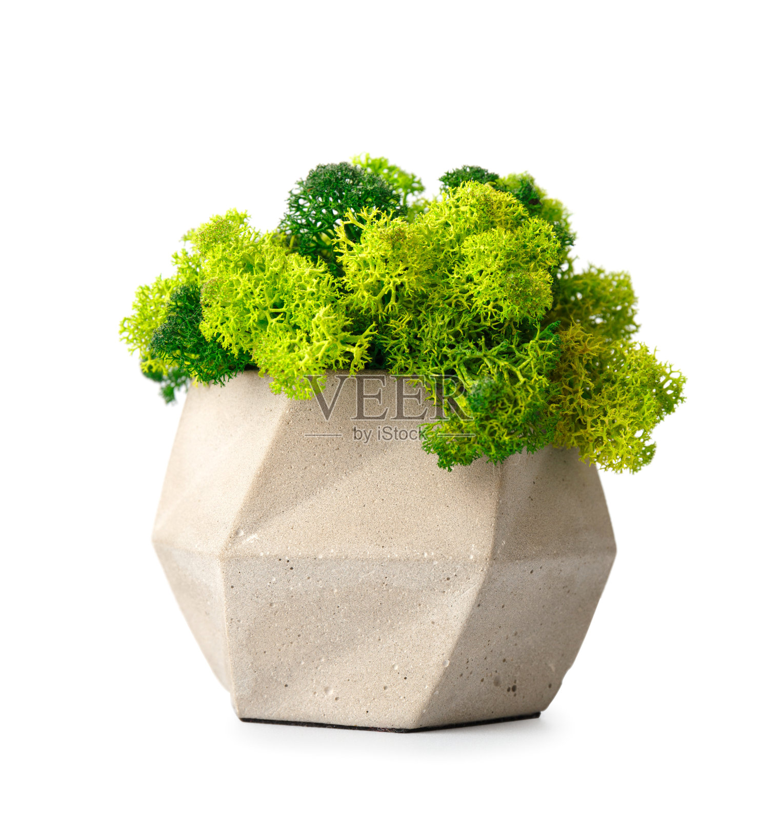 在白色背景的花盆里稳定的苔藓照片摄影图片