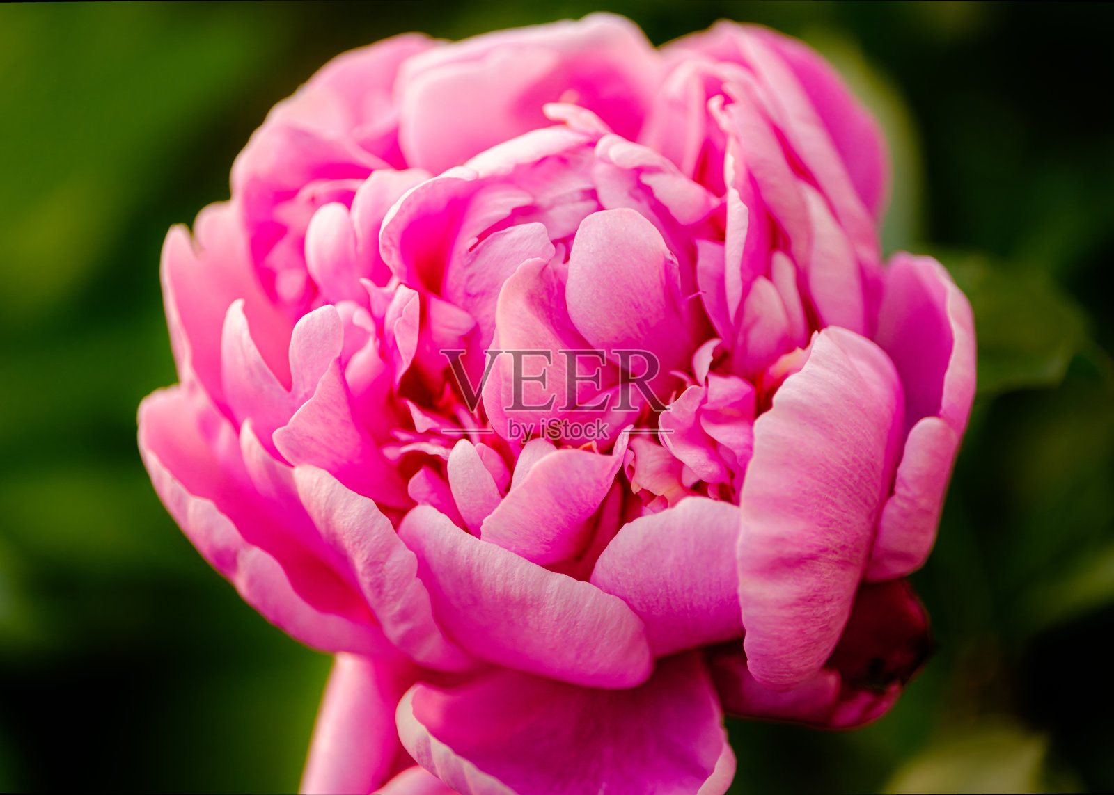 盛开的牡丹照片摄影图片