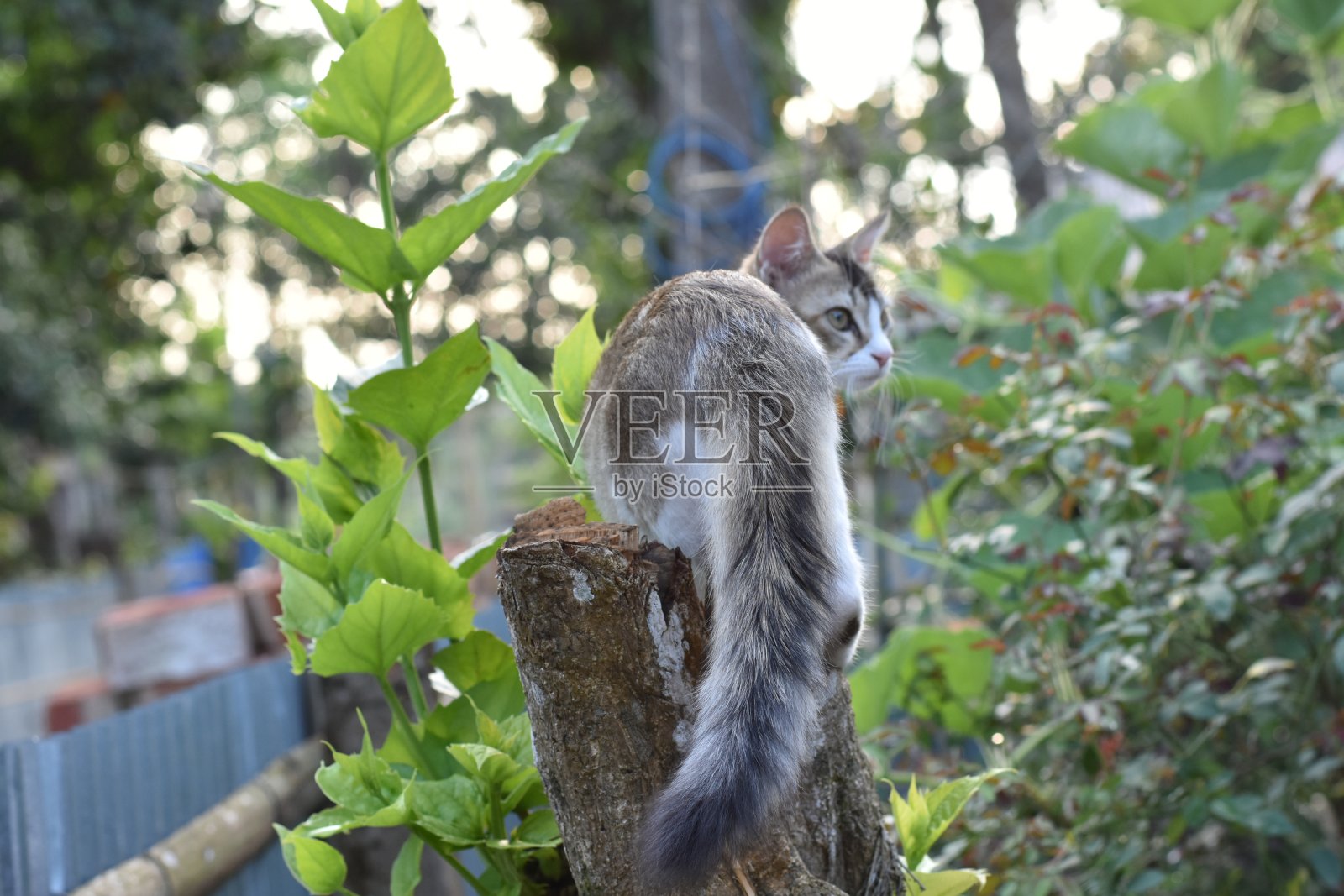 一只猫坐在一株植物上，尾巴很漂亮。照片摄影图片