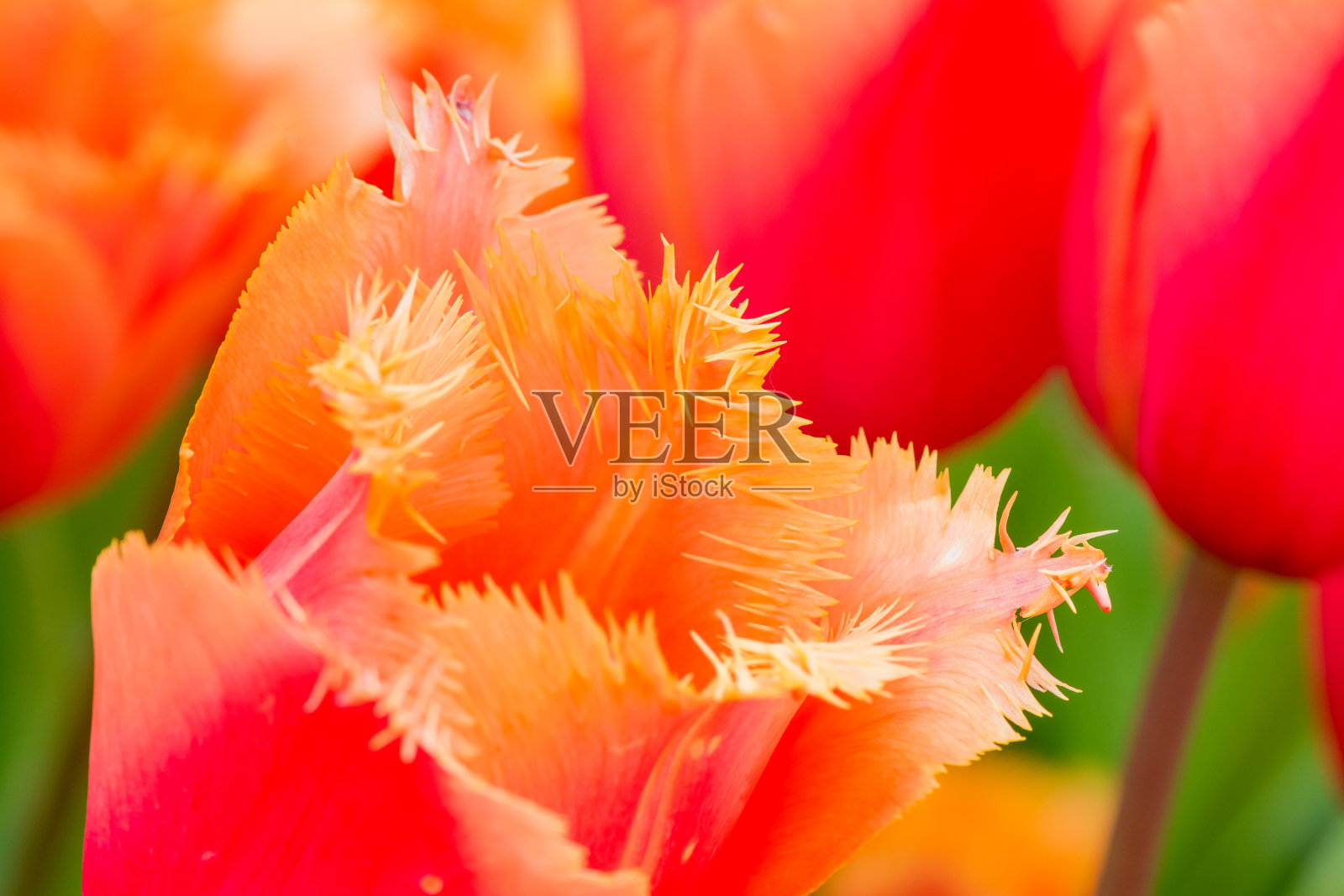 花园里长着五颜六色的郁金香照片摄影图片