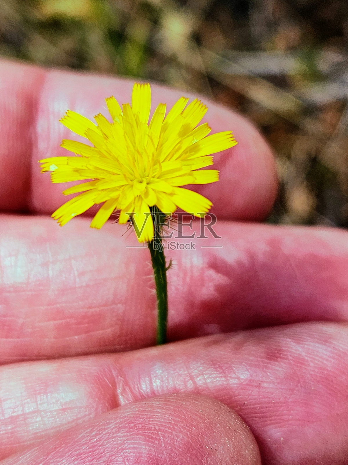 手持蒲公英照片摄影图片