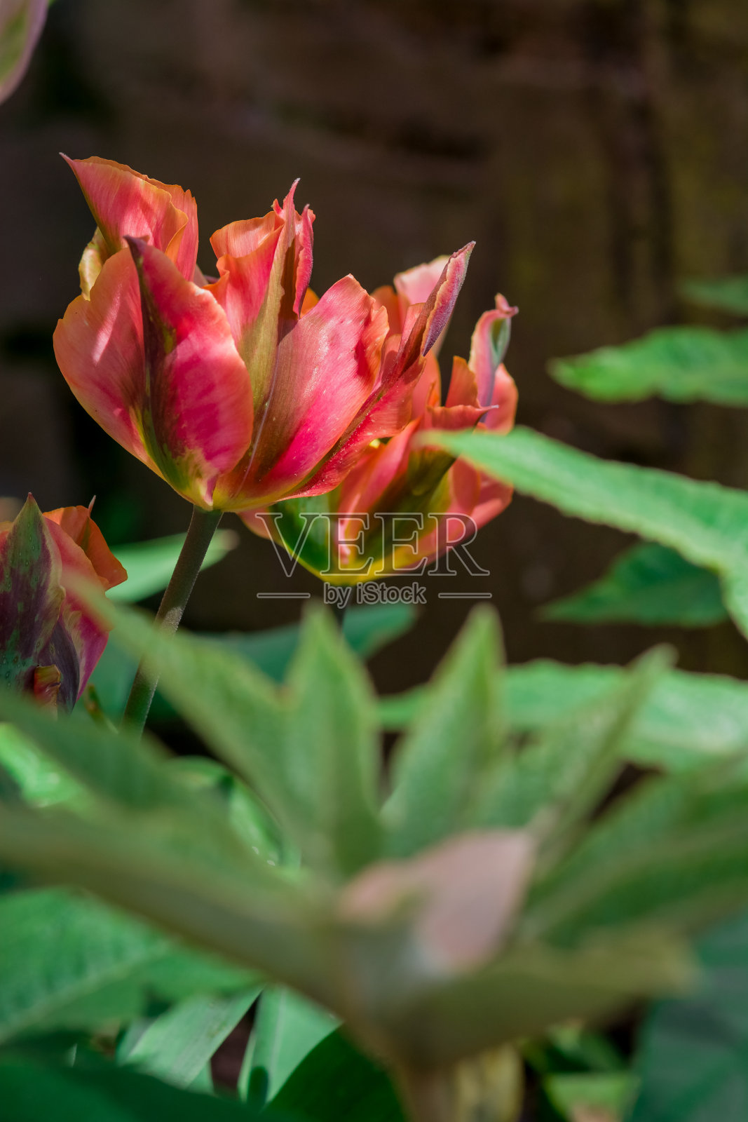 花园里长着五颜六色的郁金香照片摄影图片