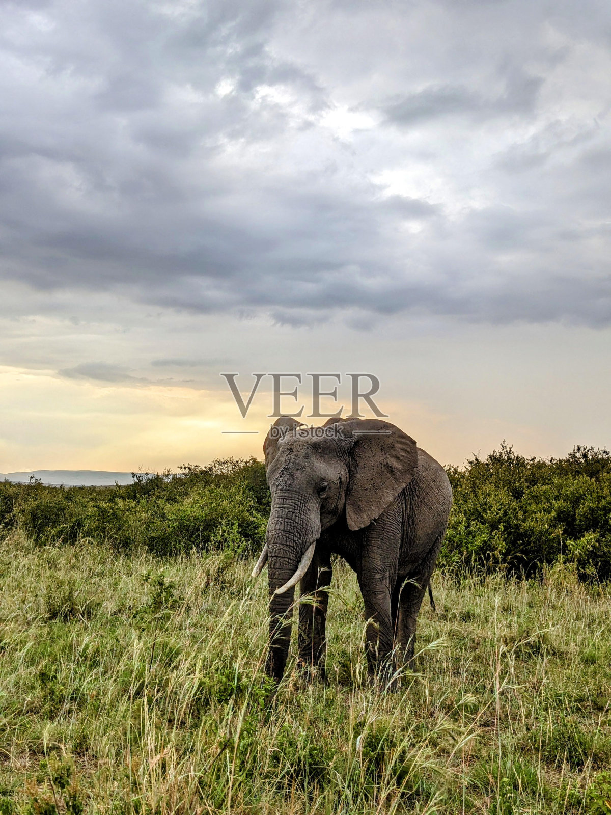 大象在灌木丛中行走照片摄影图片