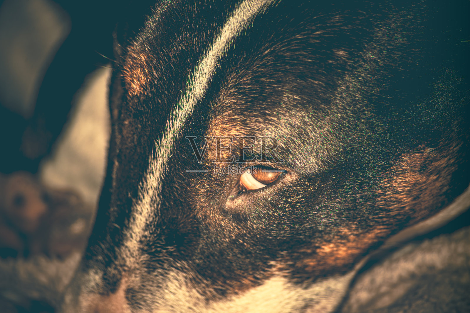 斗牛梗照片摄影图片