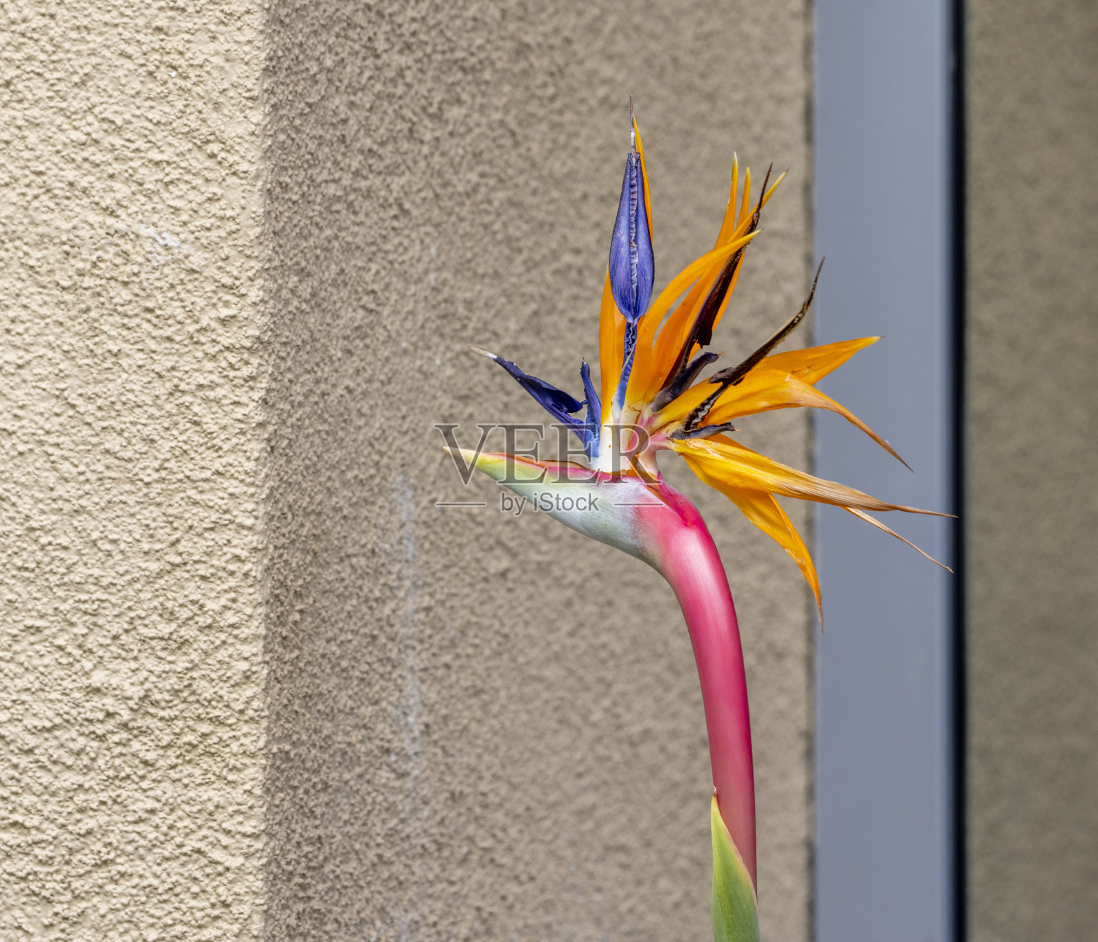 起重机的花照片摄影图片