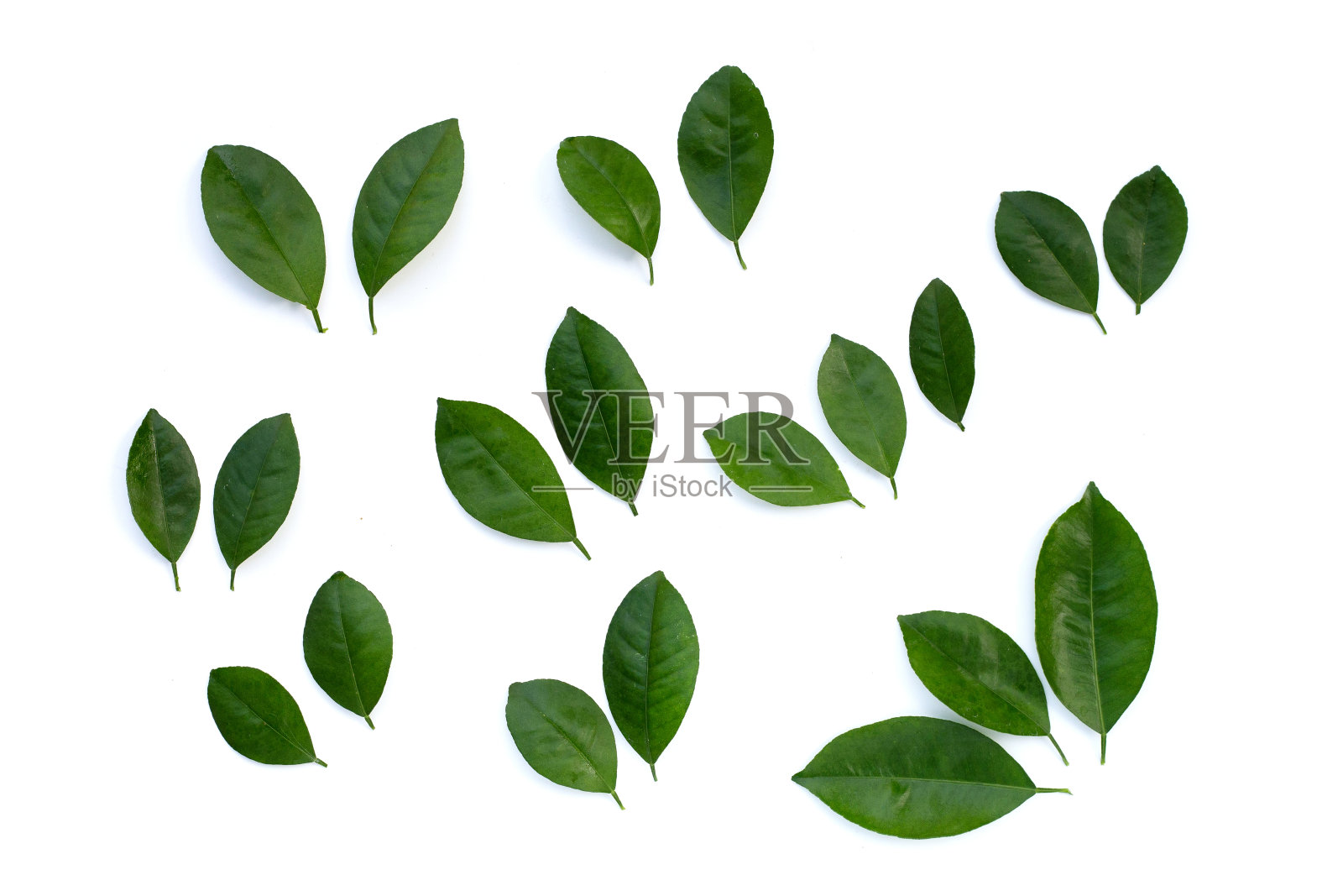 白色背景上的柑橘叶。俯视图照片摄影图片