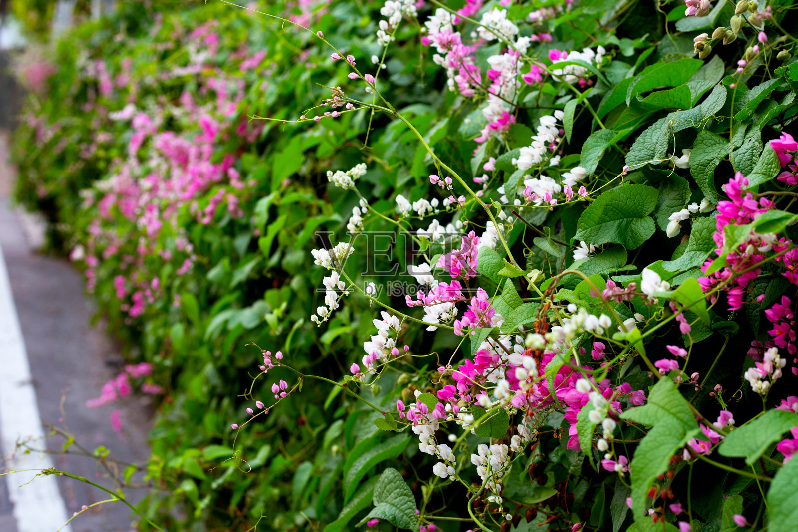 墨西哥藤蔓，爱之链，珊瑚藤。粉红色的花照片摄影图片