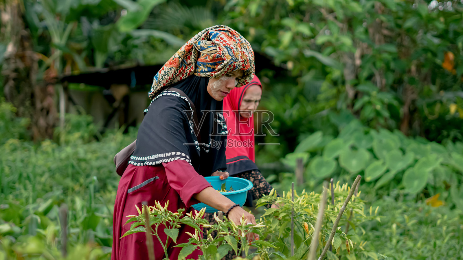 班贾尔族的两名妇女在村里的田地里收获辣椒照片摄影图片
