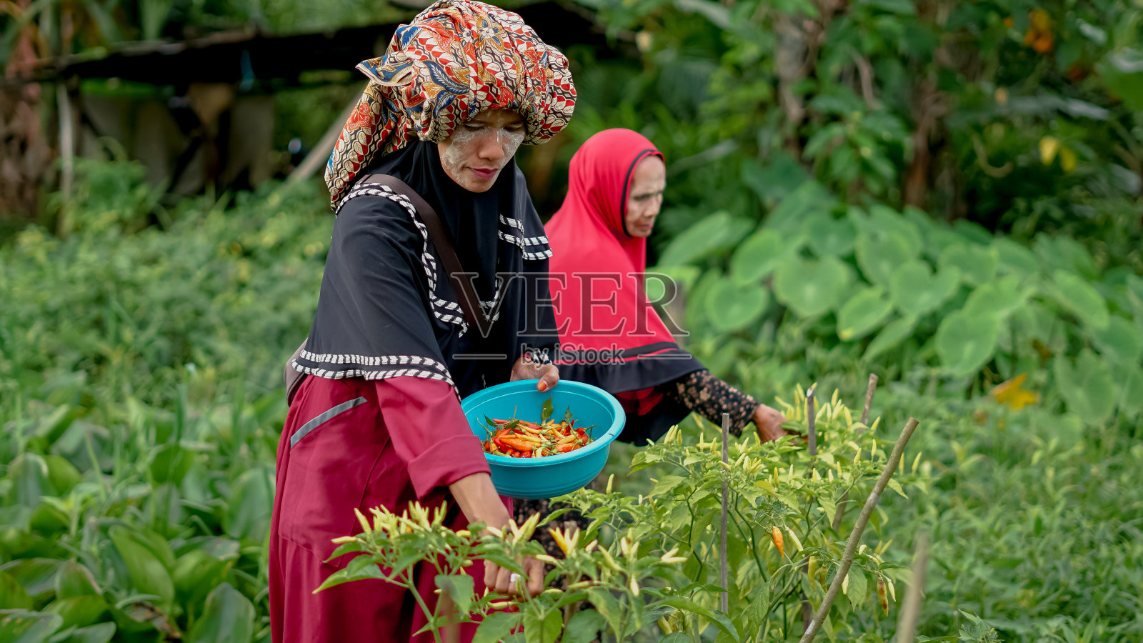 班贾尔族的两名妇女在村里的田地里收获辣椒照片摄影图片