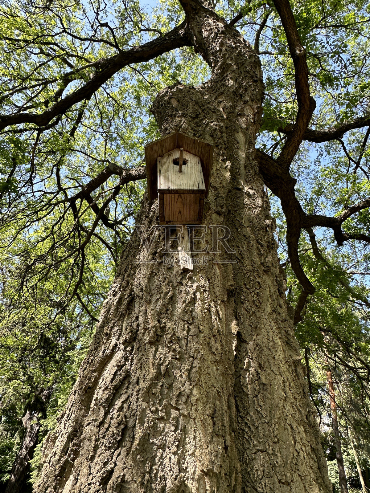 鸟在树上筑巢。照片摄影图片