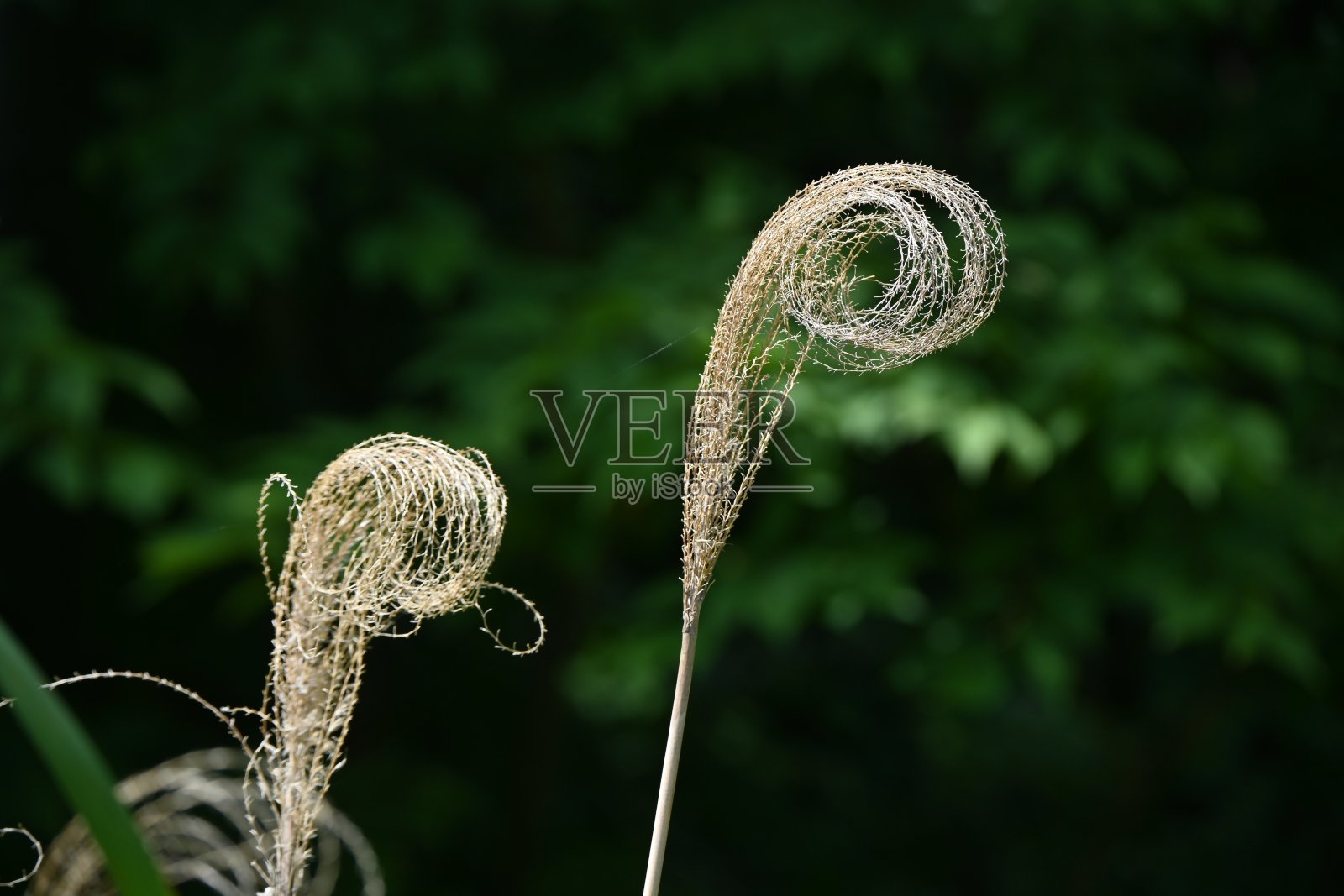 枯萎的日本潘帕斯草。季节性背景材料。禾科多年生植物。从夏天到秋天，花穗附着在茎尖上。照片摄影图片