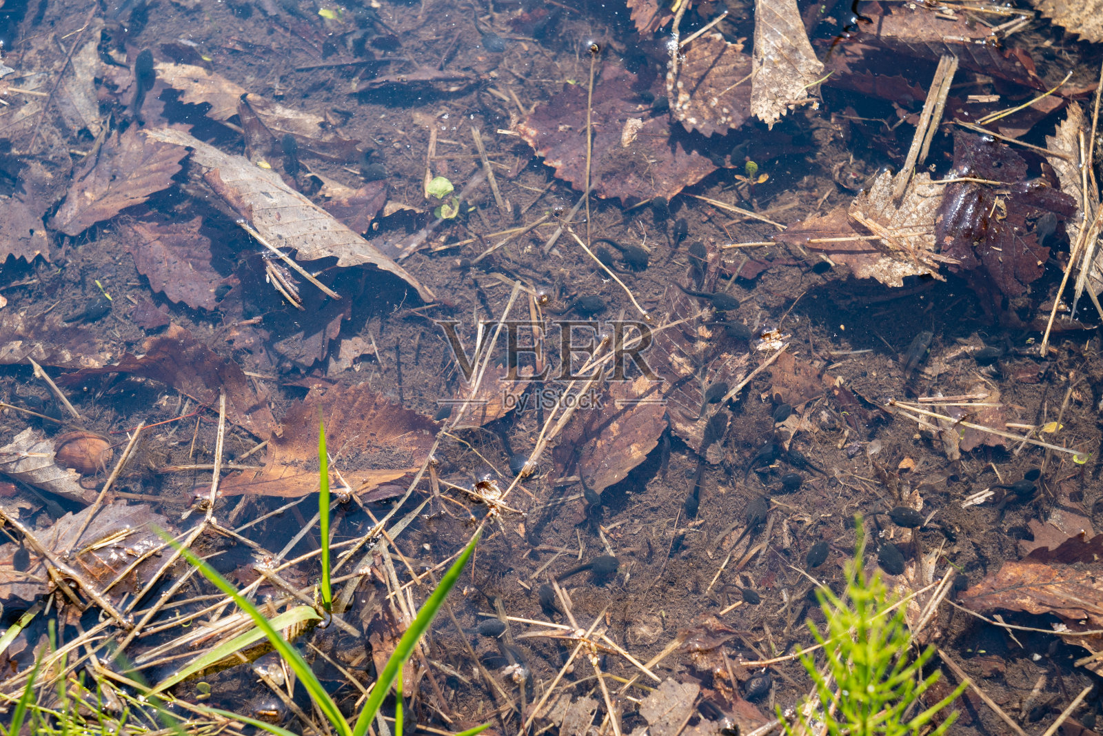 蝌蚪在春天的水边栖息地照片摄影图片