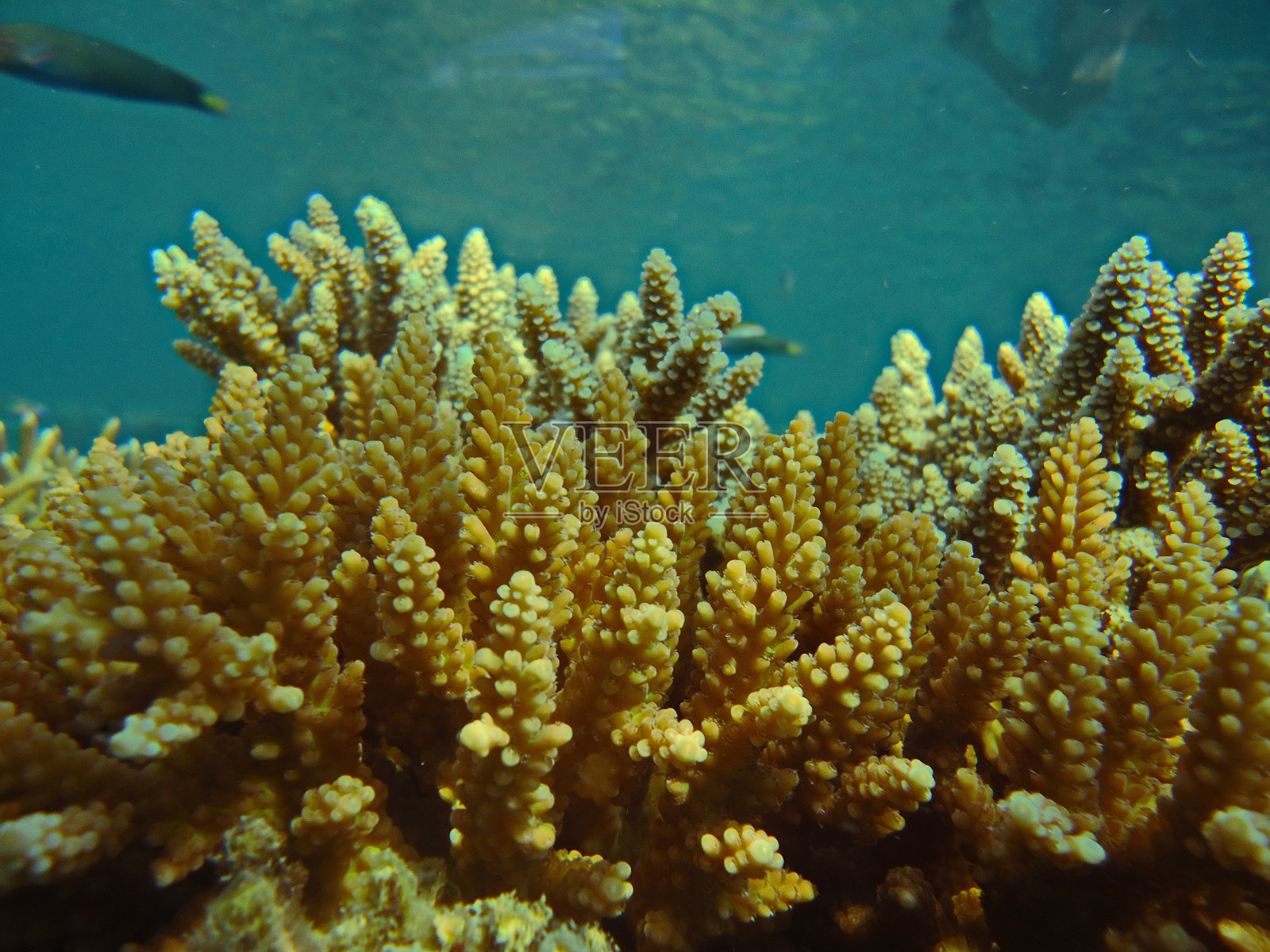 珊瑚照片摄影图片