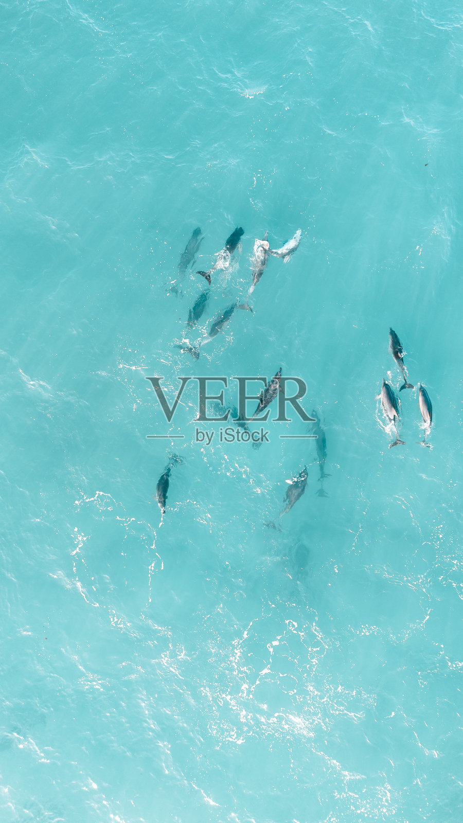 南澳大利亚一群海豚的鸟瞰图照片摄影图片