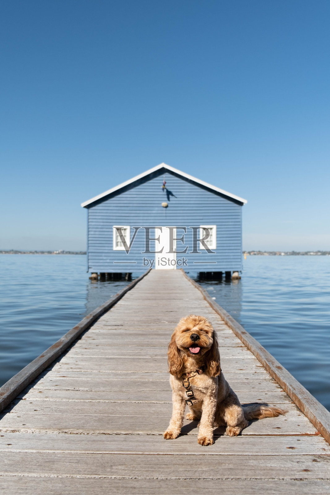 一只狗坐在西澳大利亚珀斯的蓝色船屋前照片摄影图片