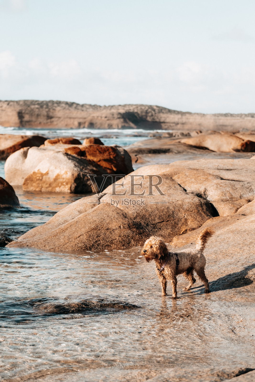狗在浅水的海滩上，背景是岩石照片摄影图片