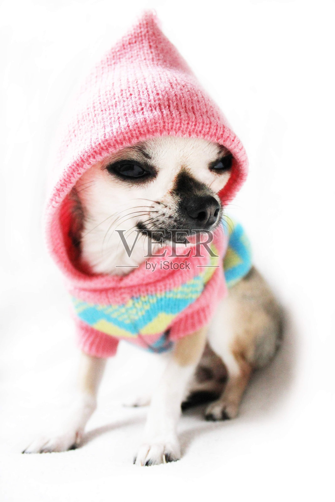 穿着粉色连帽衫的可爱小吉娃娃照片摄影图片