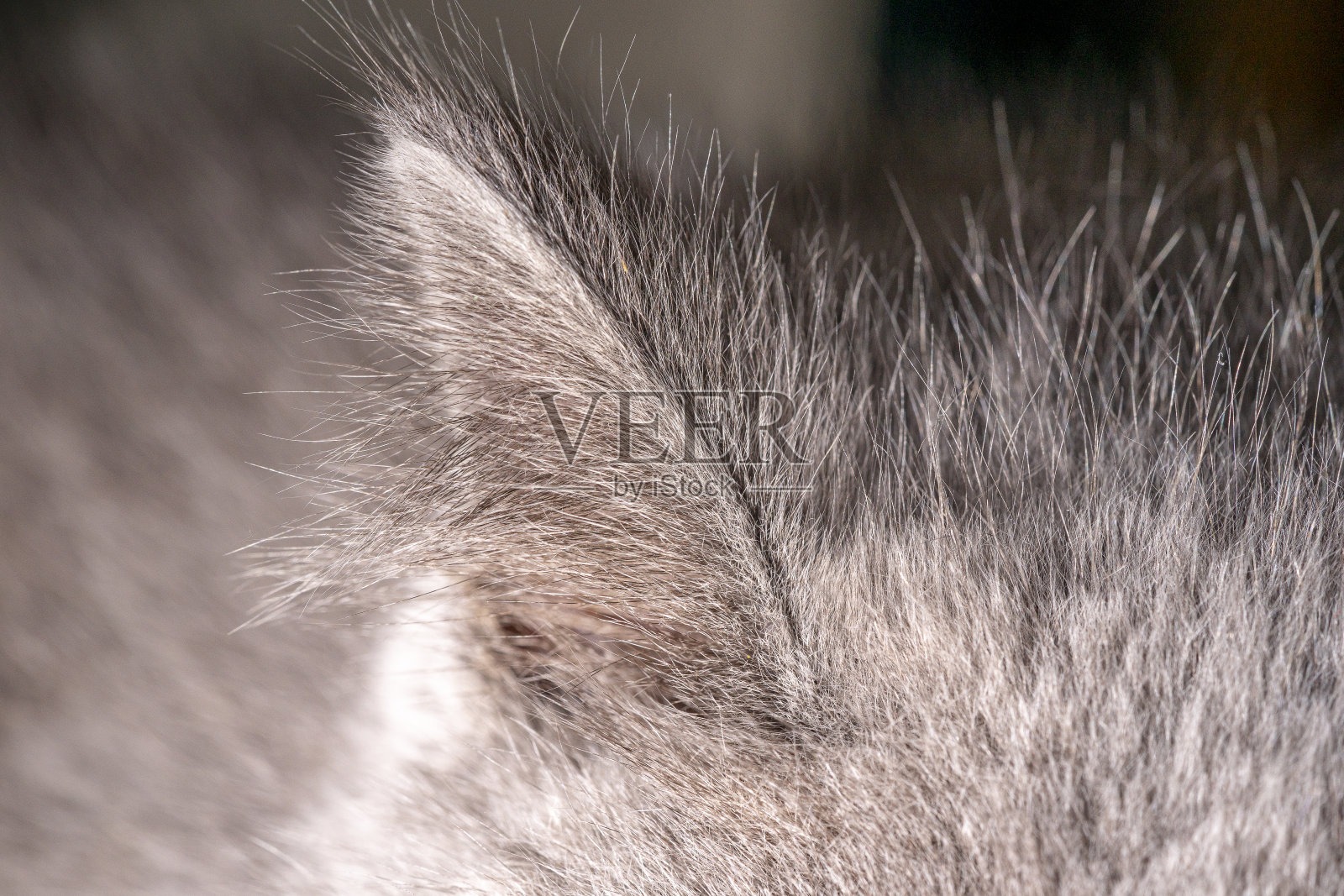 一只年轻的灰色短毛猫毛茸茸的耳朵的特写微距摄影照片摄影图片