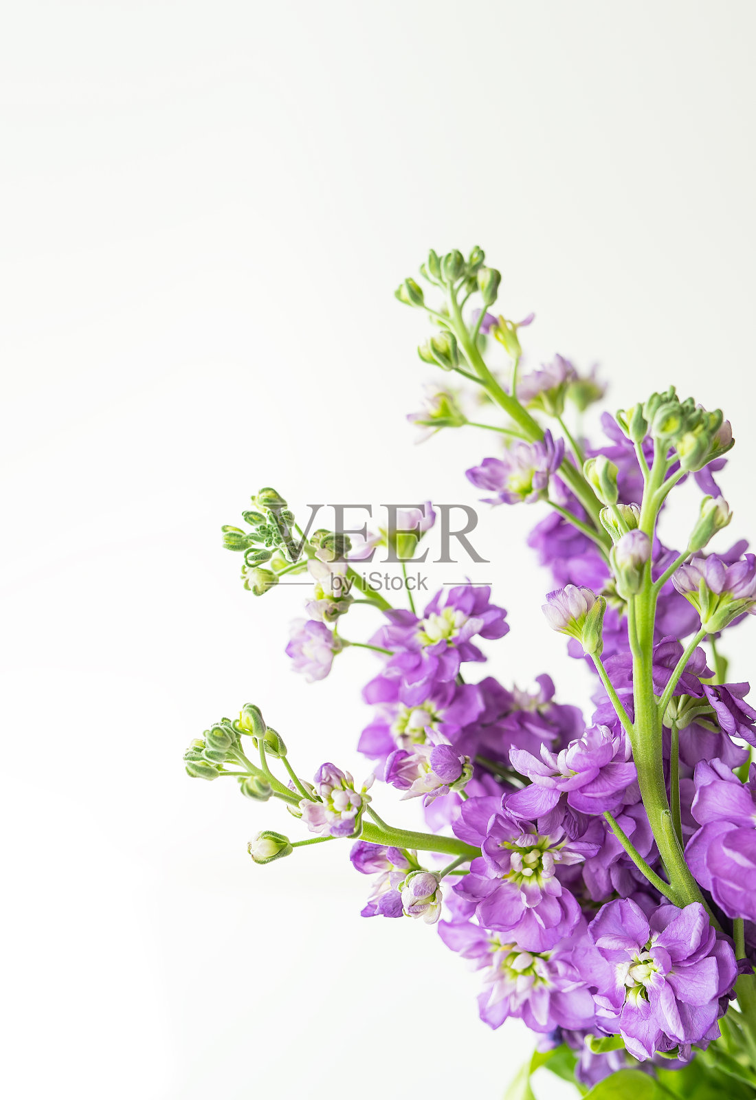 非常漂亮的马天拉花，美丽的薰衣草色，花束在白色的背景上，碑文的地方。照片摄影图片