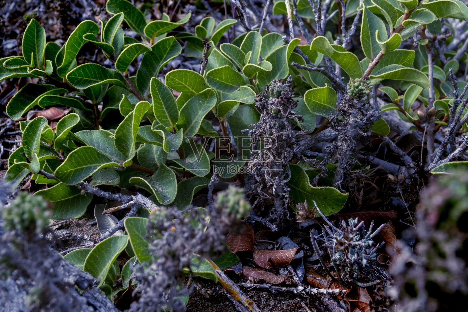 沙漠灌木丛照片摄影图片