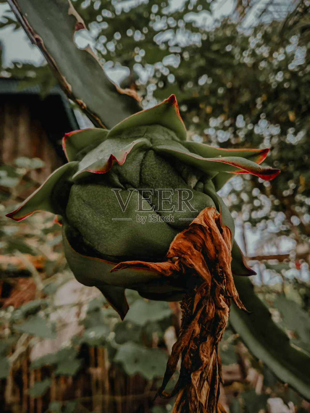 龙的水果照片摄影图片