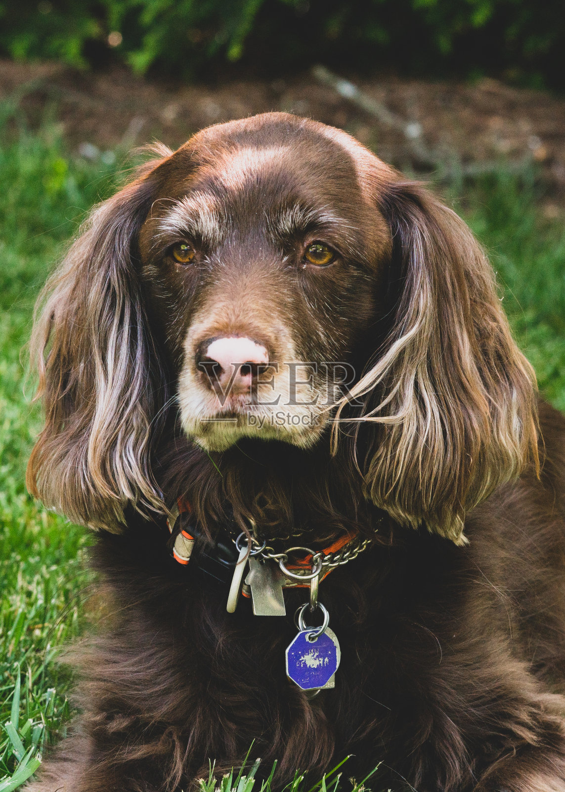 狗照片摄影图片