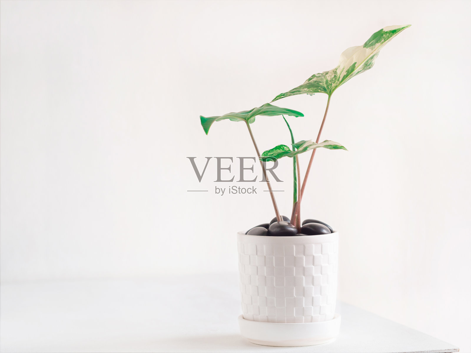 白木桌上的白色陶瓷锅里的木耳，可用于办公室或家里的装饰。照片摄影图片