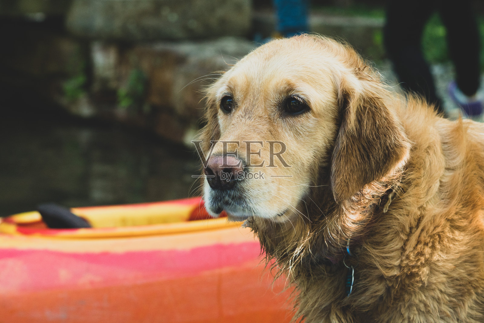 狗照片摄影图片