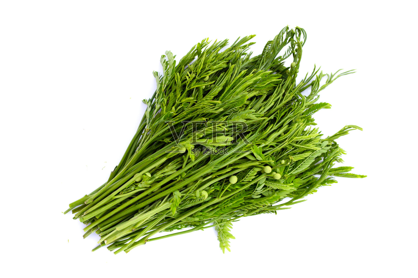 白底分离的白头银合欢照片摄影图片