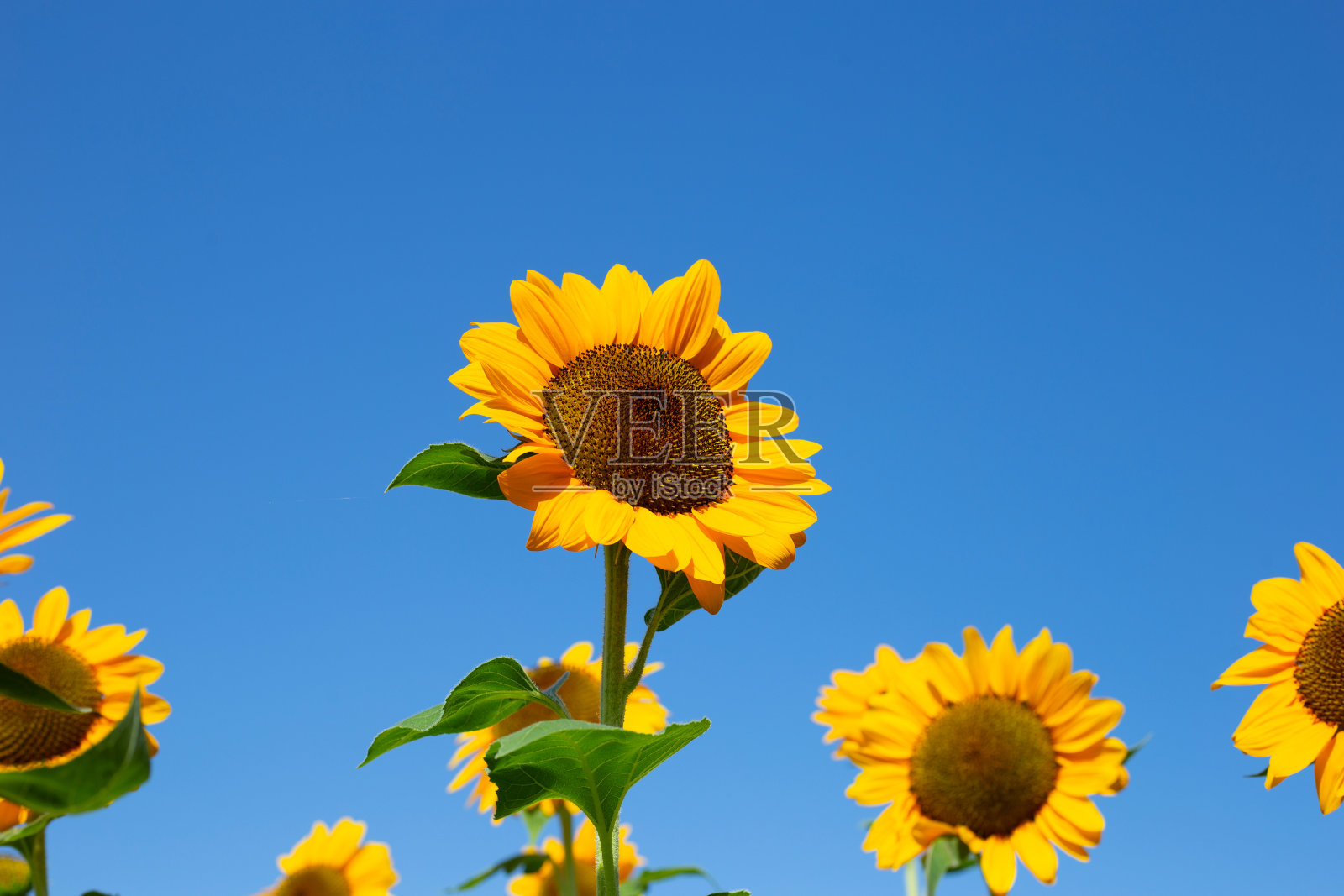 向日葵田有蓝天。美丽的夏日风景。照片摄影图片