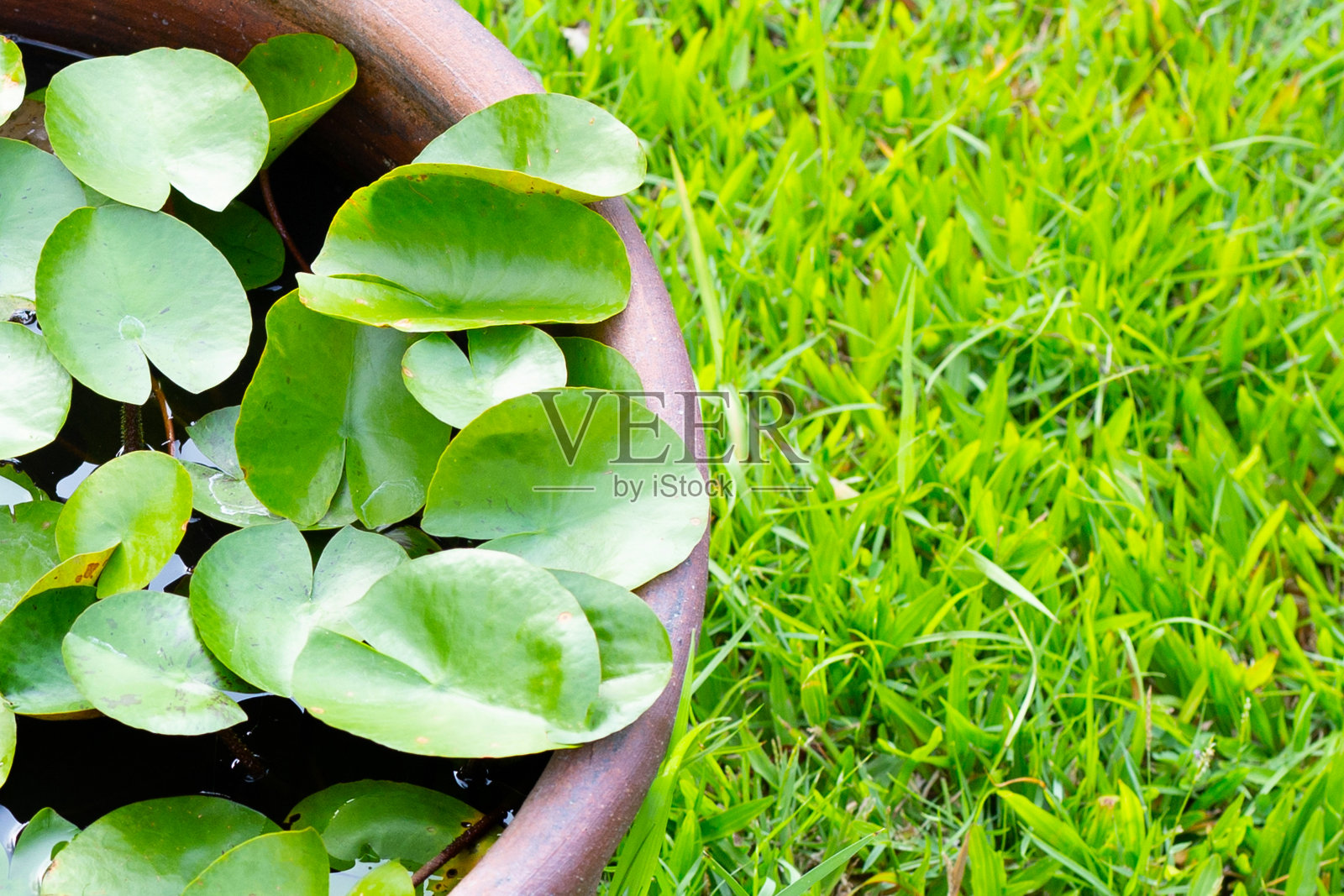 美丽的睡莲。荷花在花盆里照片摄影图片