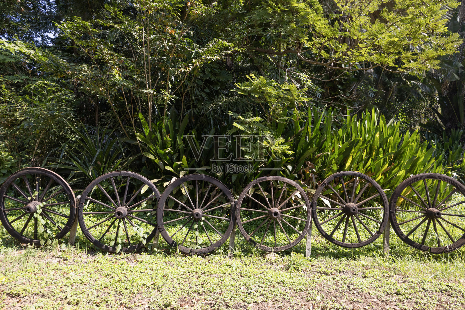 马车轮围着树的栅栏照片摄影图片