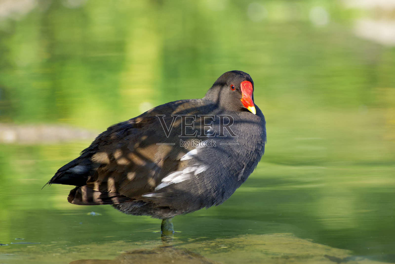 常见的黑水鸡照片摄影图片