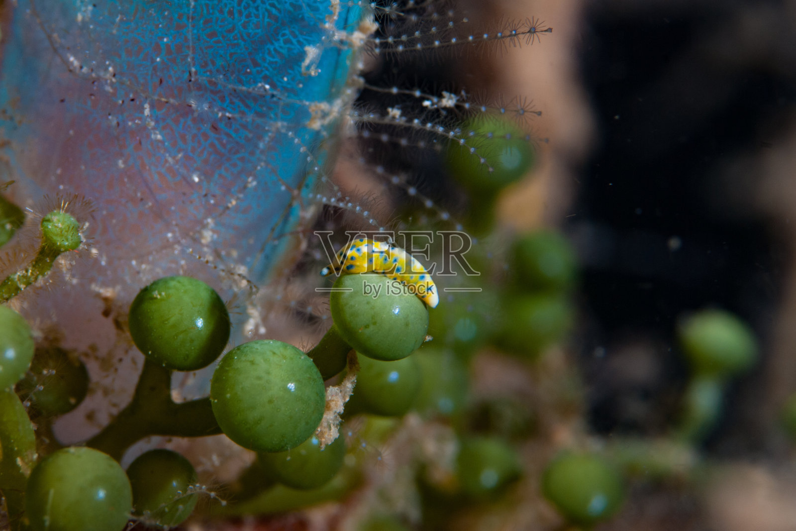 海蛞蝓照片摄影图片