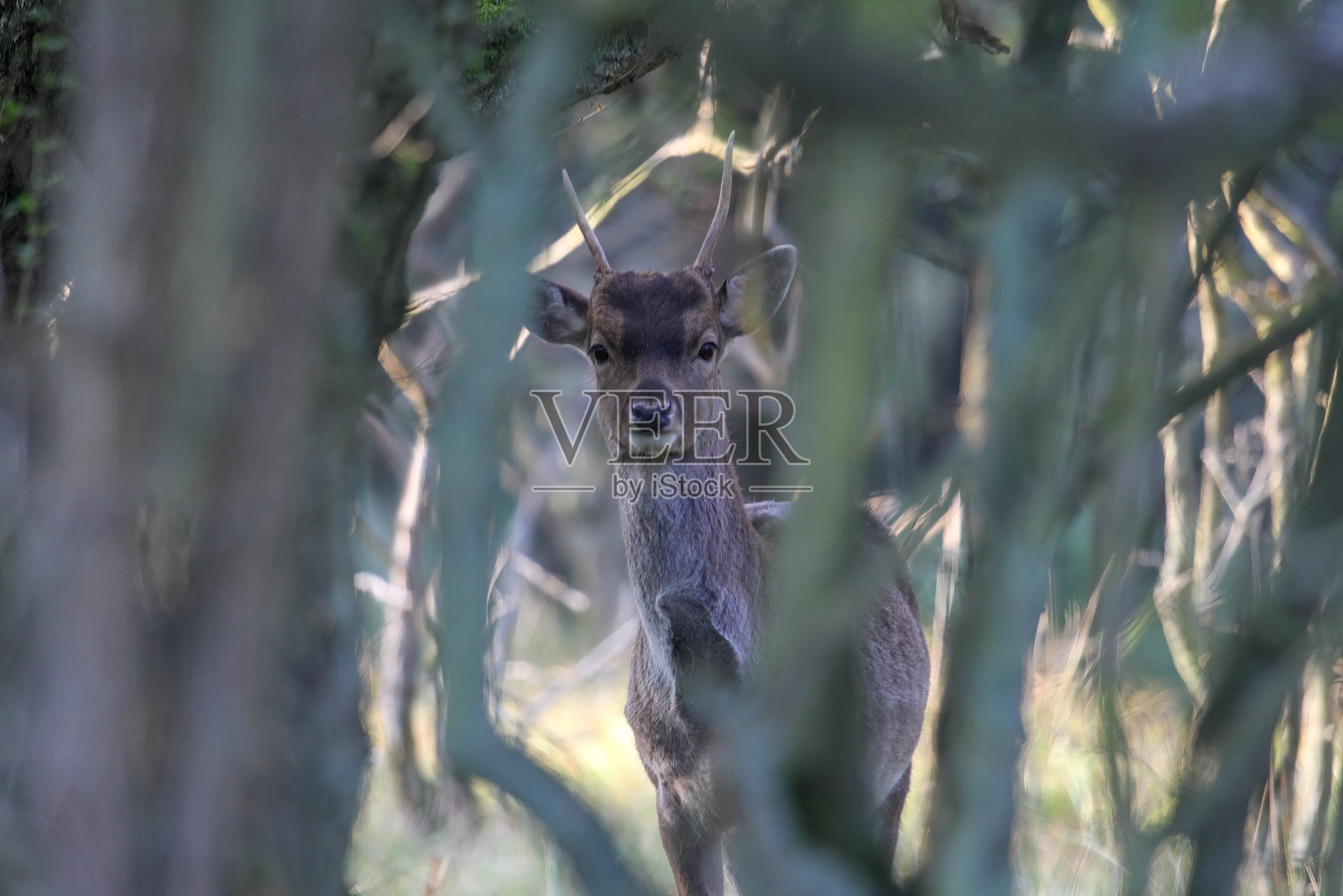 长着角的小鹿直视着镜头照片摄影图片