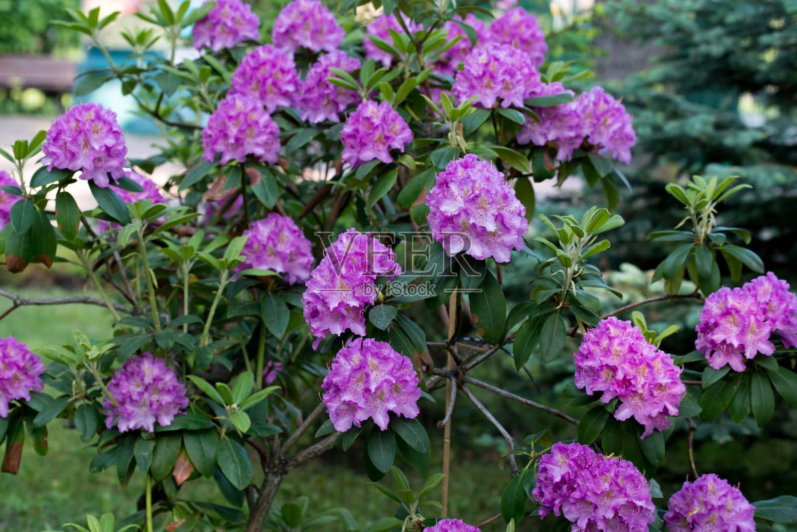 卡托巴杜鹃、卡托巴玫瑰花选择性聚焦照片摄影图片