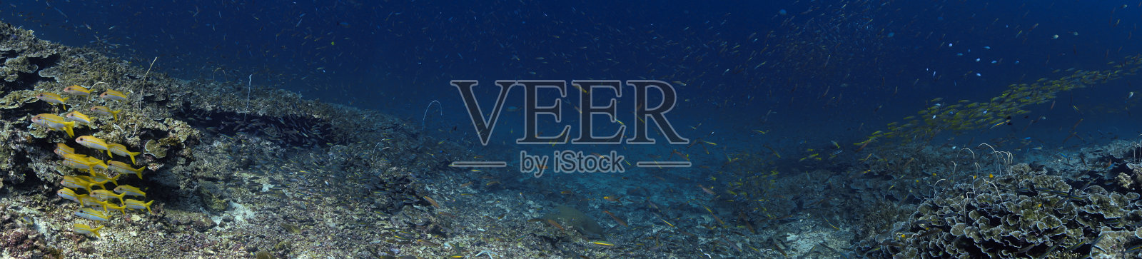 珊瑚礁的水下全景照片照片摄影图片